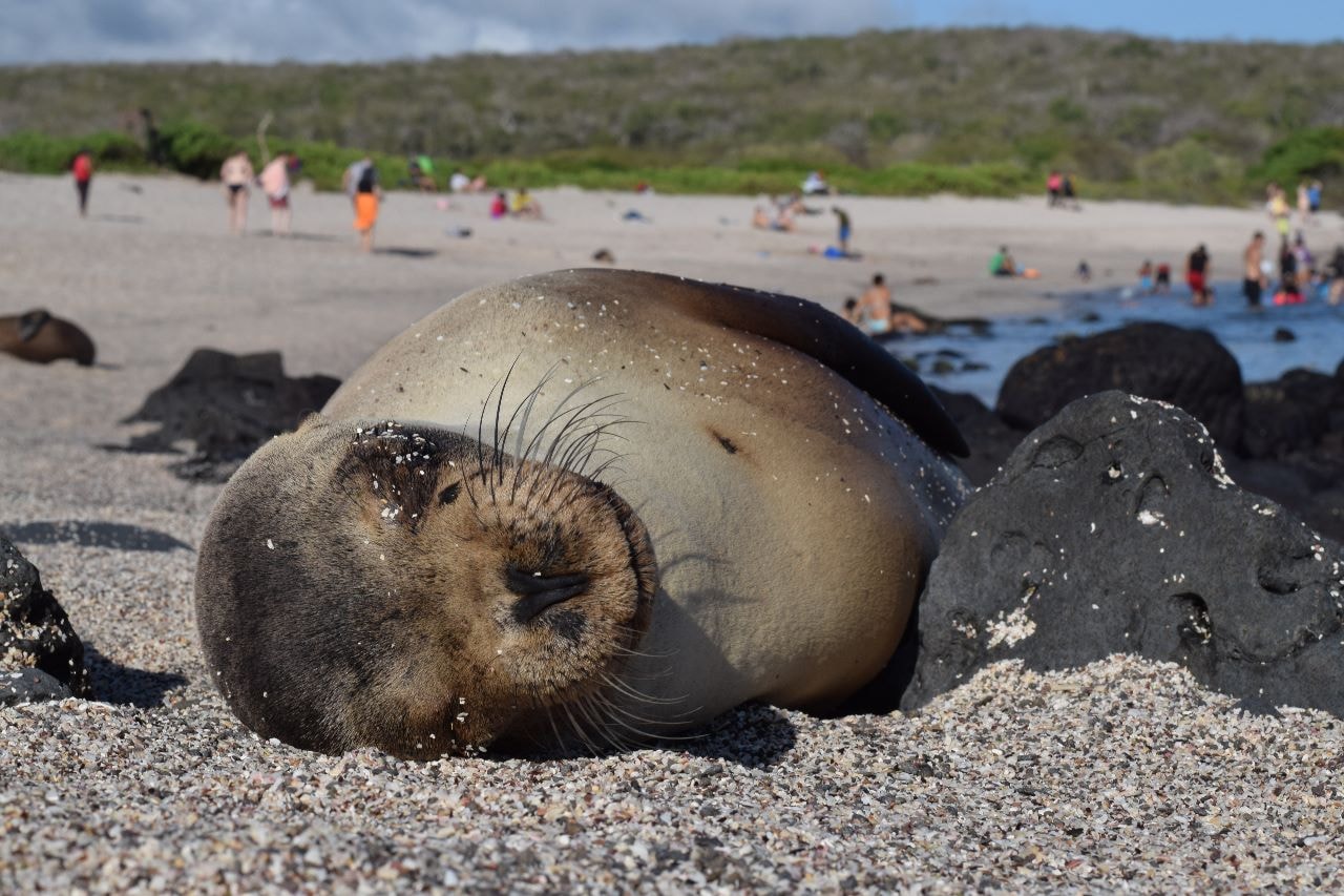 Explore the Galápagos