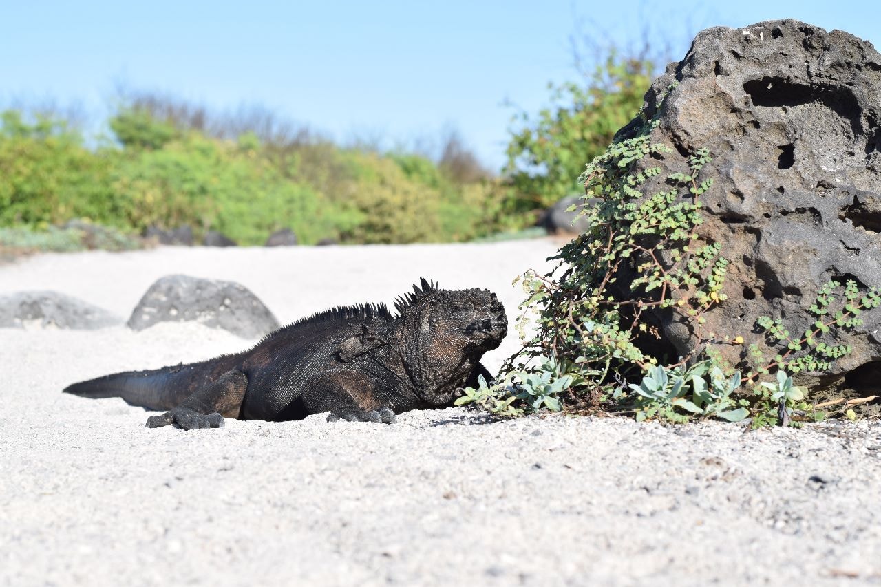 Marine iguana resting on the volcanic shores of the Galápagos