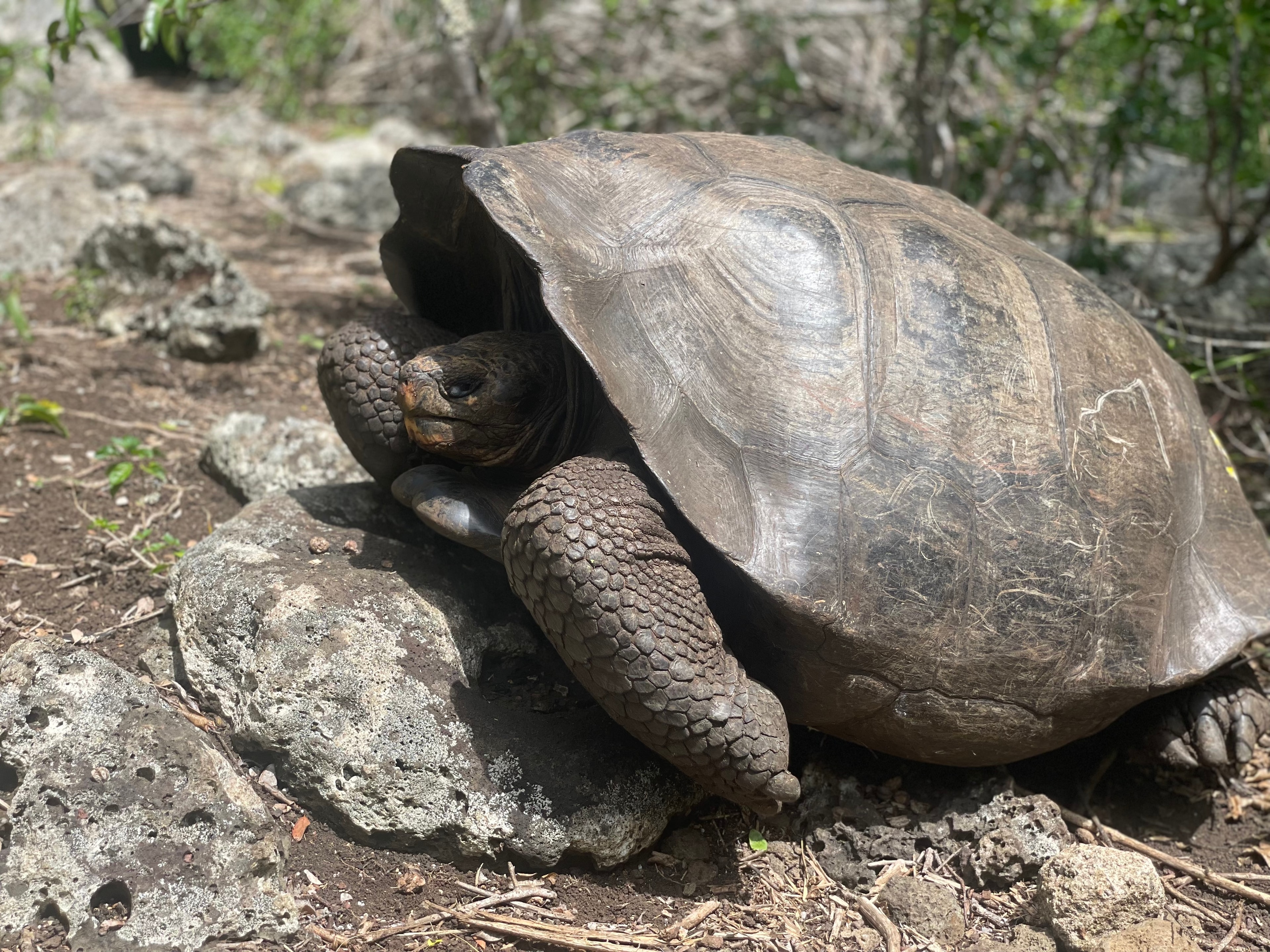 Giant Galápagos tortoise in its natural habitat