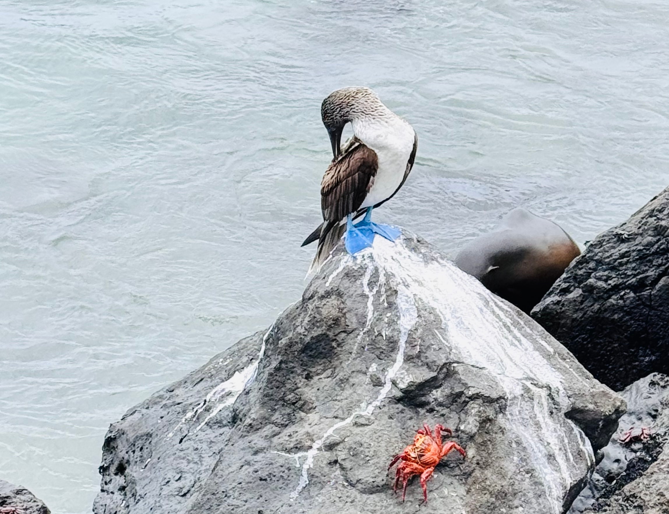 Blue-footed booby perched on the rocky shores of the Galápagos